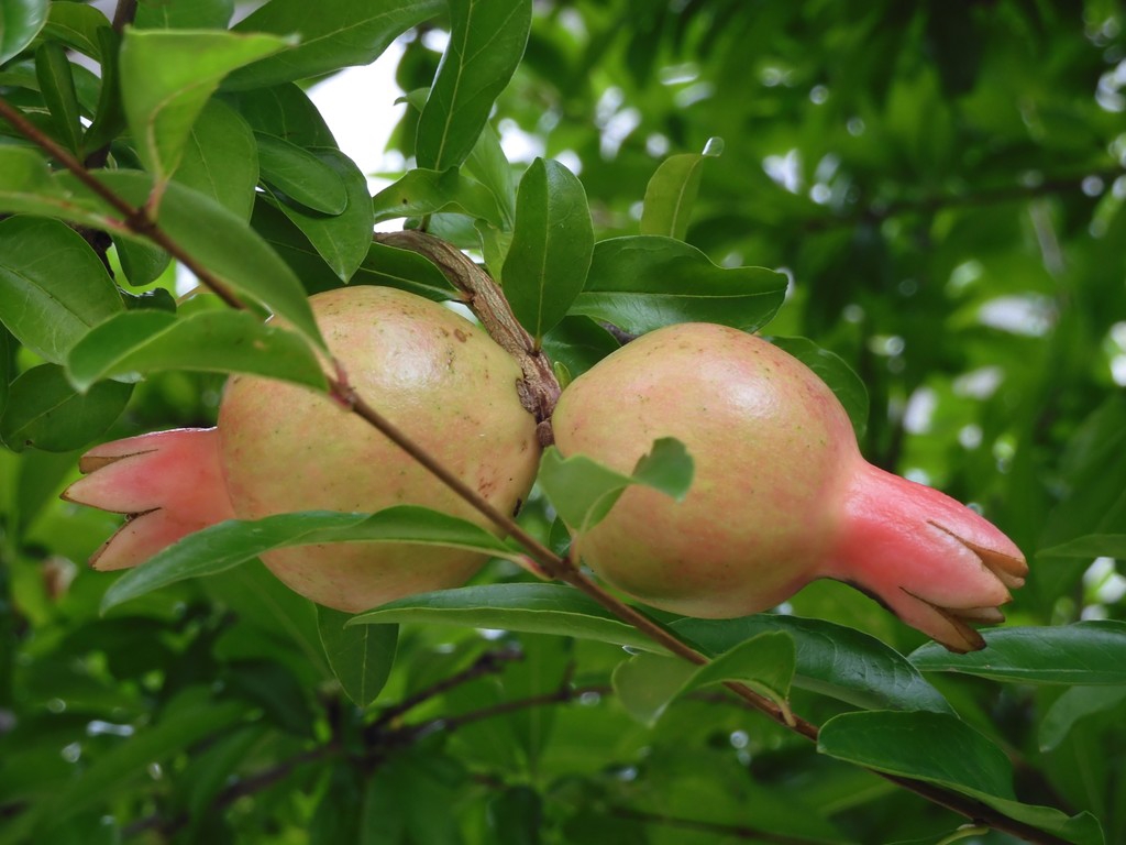 ザクロの実 並木彩時記