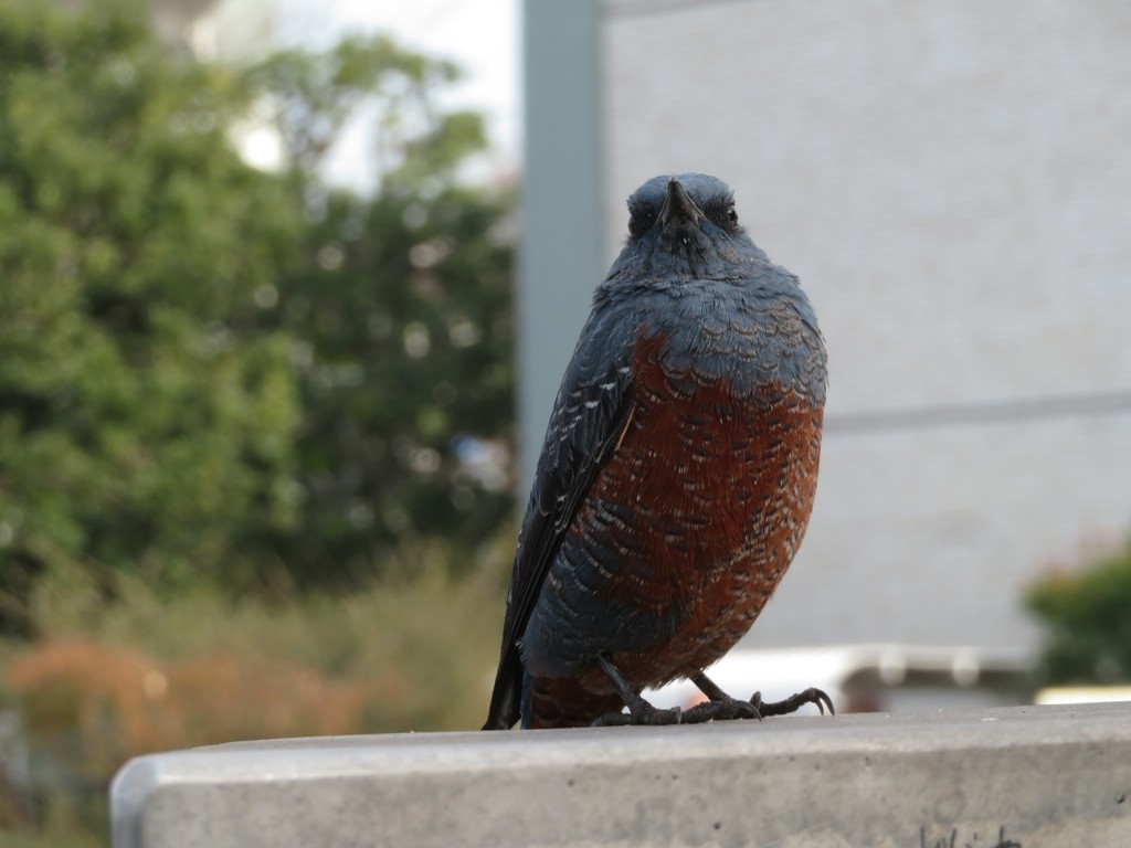 9999青い鳥様 楽天市場】置物 BIRDIE BILL 「 リアルな鳥のオブジェ ブルー