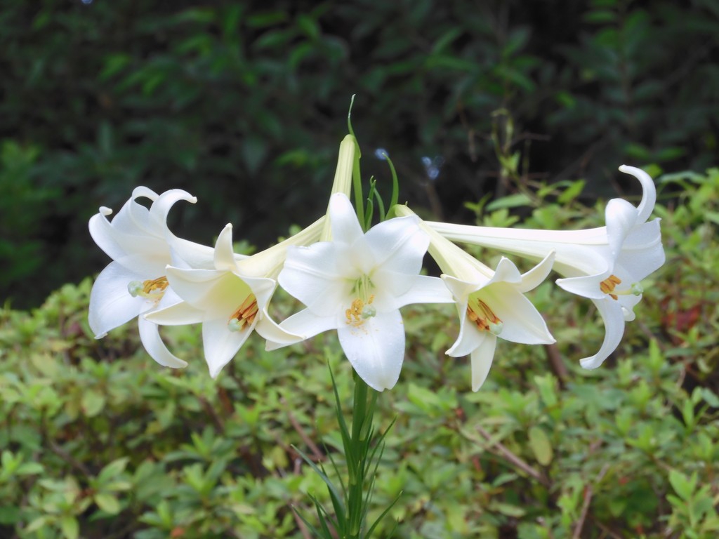 白百合の群生 並木彩時記