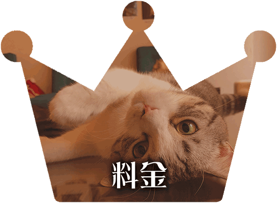猫カフェ猫の王様 埼玉川口店