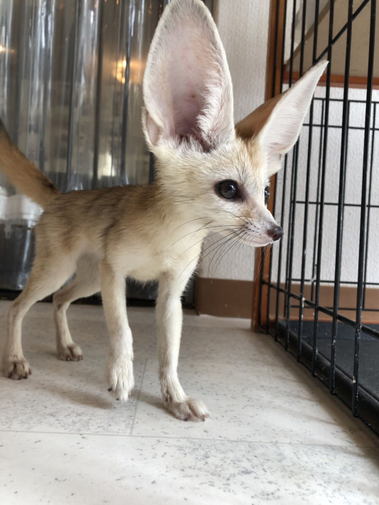 フェネック 猫カフェ猫の王様 埼玉川口店