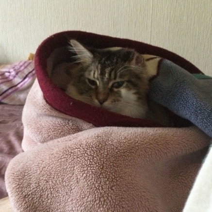 アメリカンカールは食いしんぼうがオフィシャル、なわけない  猫 