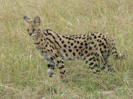 パンダ出産に負けない 出産のチャンスを見逃すな 猫カフェ猫