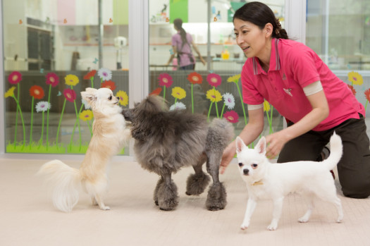 保育幼稚園 お預かりクラス 犬のがっこう 保育幼稚園 ダクタリ学園