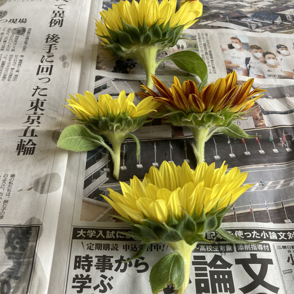 原色ドライフラワー ヒマワリ アトリエ花あそび 原色ドライフラワー ヒマワリ アトリエ花あそび