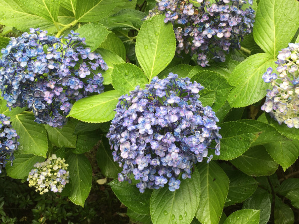 紫陽花を探しに アトリエ花あそび