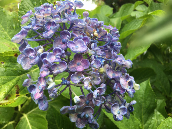 紫陽花を探しに アトリエ花あそび