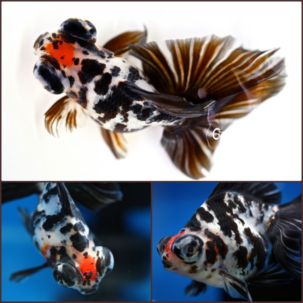 贅沢品 倍倍ストアp5倍 金魚 一点物 国産 加藤桜錦 三才 1 生体 Shipsctc Org