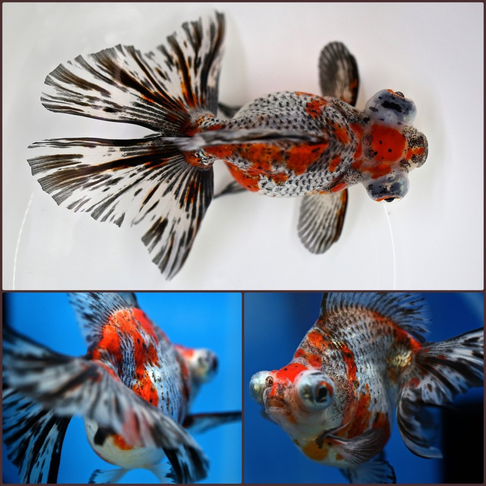 贅沢品 倍倍ストアp5倍 金魚 一点物 国産 加藤桜錦 三才 1 生体 Shipsctc Org