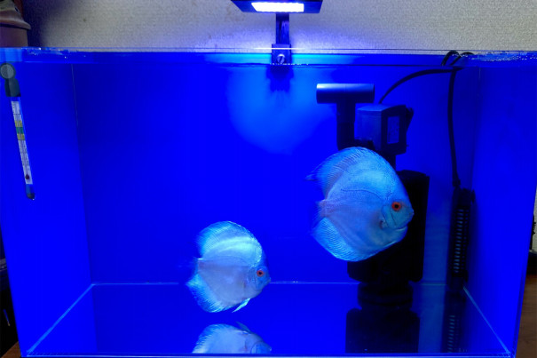ディスカス Aqualite ディスカス Aqualite