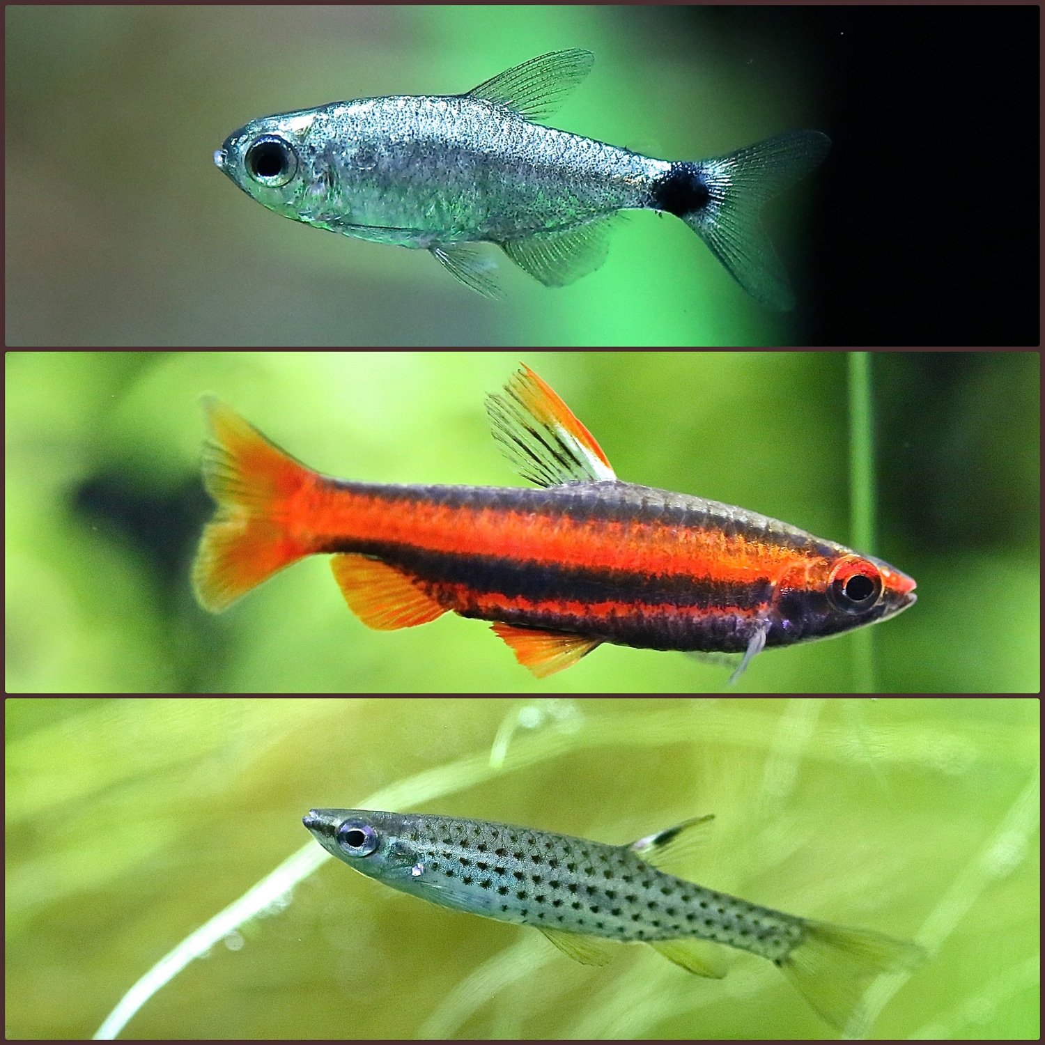 入荷情報 (熱帯魚 / 金魚 / 水草) | aQualite