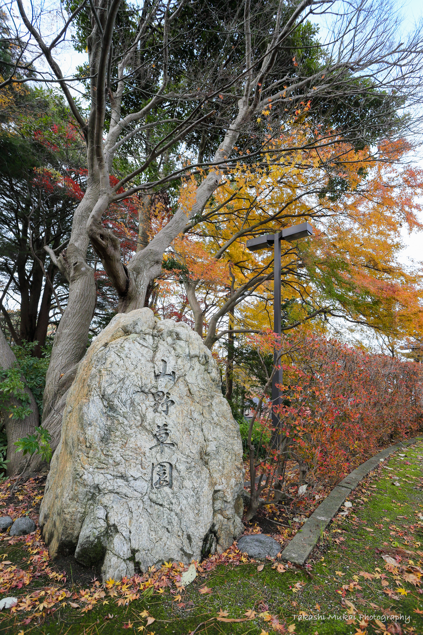 卯辰山公園 山野草園 | PHOTOGENIC HOKURIKU