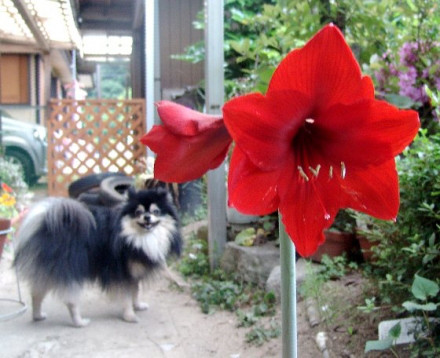 調べはアマリリス 茉莉花のスローライフ日記