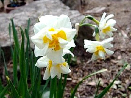 水仙の季節 茉莉花のスローライフ日記