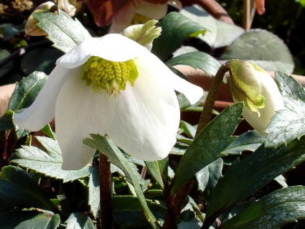 ひさしぶりの更新です 茉莉花のスローライフ日記 07 18