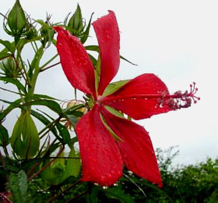 夏の花 アオイ フヨウ ミッキーマウスの木 茉莉花のスローライフ日記 07 18