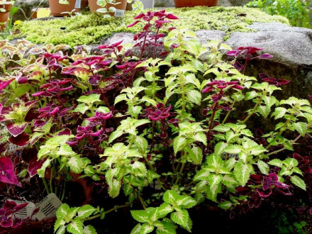 コリウスの花 茉莉花のスローライフ日記