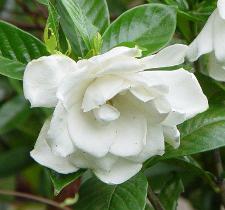 クチナシの香りと果実の効用 茉莉花のスローライフ日記