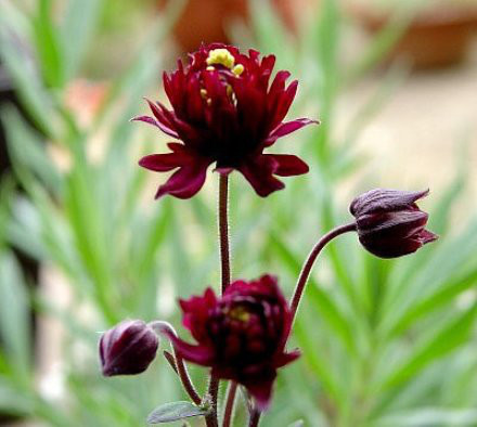 黒い花 茉莉花のスローライフ日記