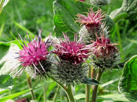 ごぼうの花 茉莉花のスローライフ日記