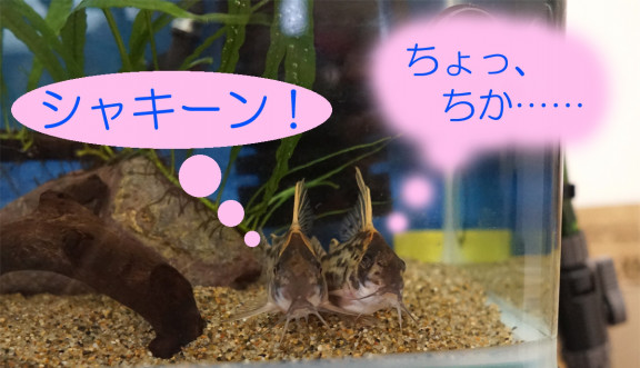 スーパーシュワルツィ繁殖 コリちゃんず