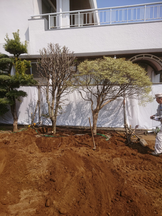 コラボレーション 植菊小浦