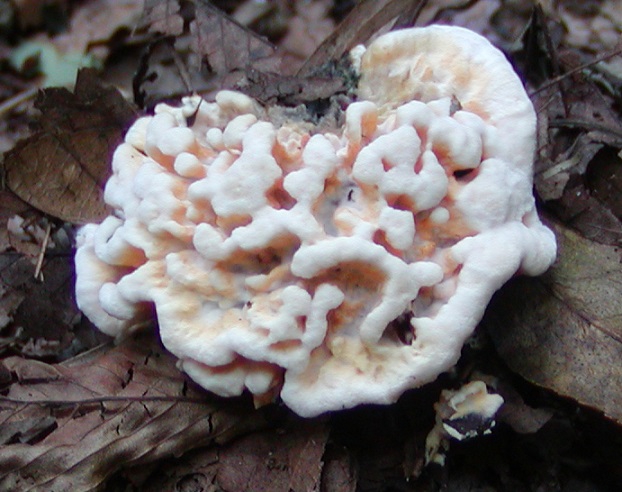 ボタンイボタケ 【公式】小沢城址里山の会