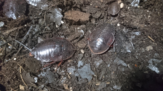 ドミニカゴキブリ カブトガニゴキブリ ゴキブリおじさん