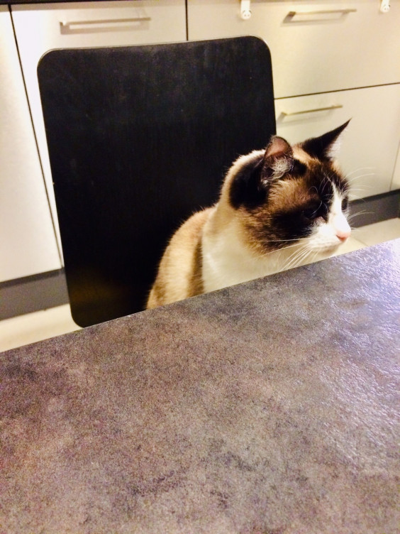 人様のお家の猫との距離感 Masae A Nantes まさえのフランス ナント便り