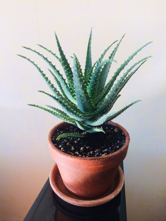 フランス 観葉植物 アロエベラ Masae A Nantes まさえのフランス ナント便り