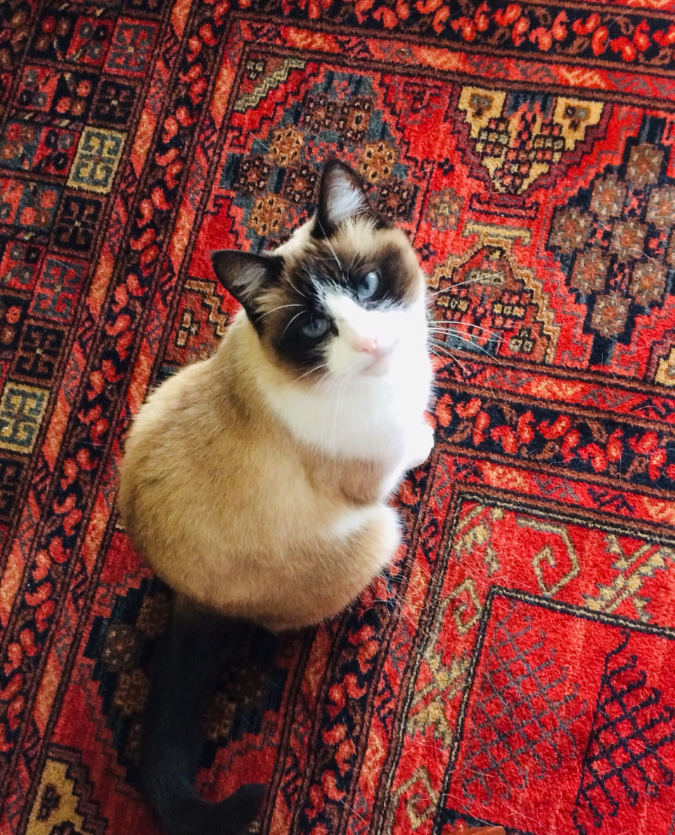 猫の名前と猫のきもち Masae A Nantes まさえのフランス ナント便り 猫の名前と猫のきもち Masae A Nantes まさえのフランス ナント便り
