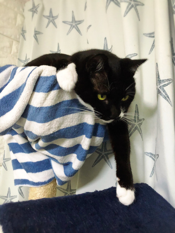 にゃだ子 おばさんと猫 にゃだ子 おばさんと猫