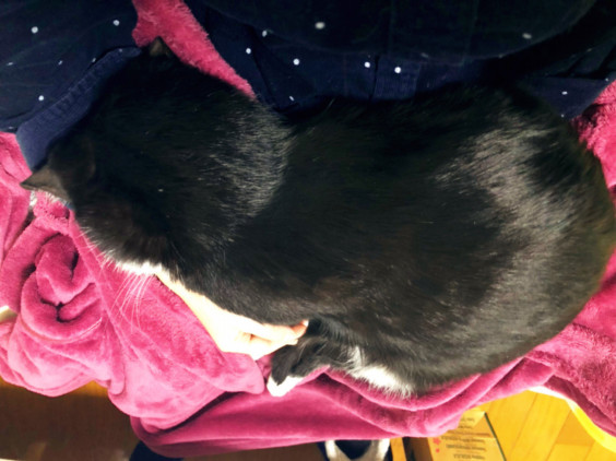 ちょいデブ おばさんと猫 ちょいデブ おばさんと猫