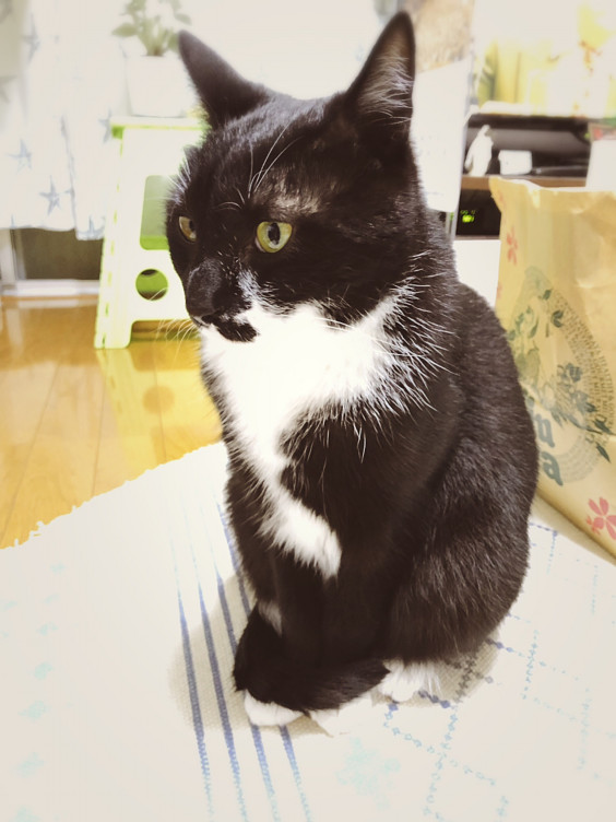 しっぽ巻き座り おばさんと猫 しっぽ巻き座り おばさんと猫
