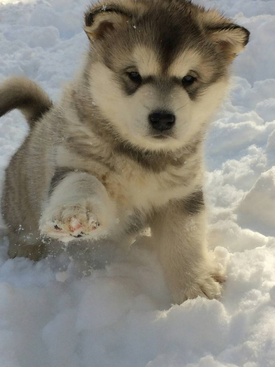 ザベリワンのマラミュートたち ZAVERRIWON Alaskan Malamutes