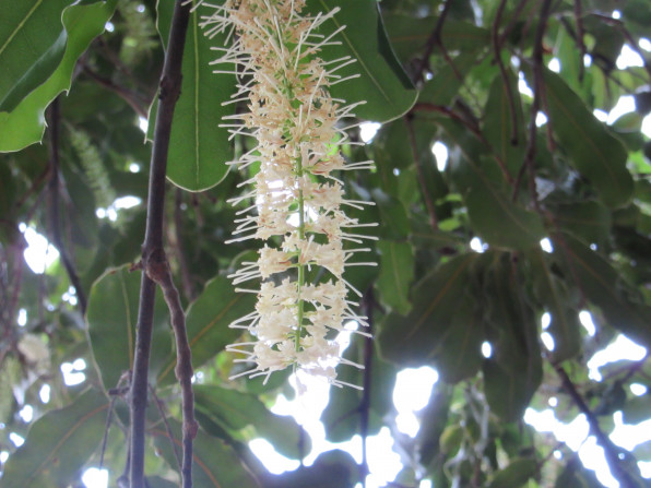 これは 何の花 Kona7coffee Farm Company