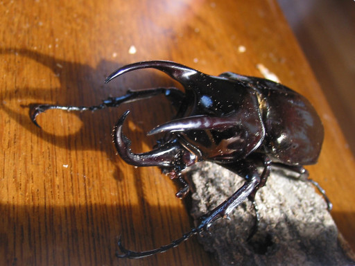 カブトムシの価格 寿命など ページ2 Ydn Labo N Notepad