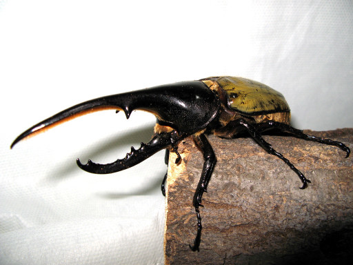 カブトムシの価格 寿命など Ydn Labo N Notepad