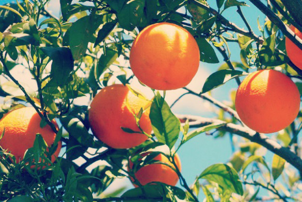 オレンジ スイートオレンジ 精油 の効果効能 Saraのアロマライフ