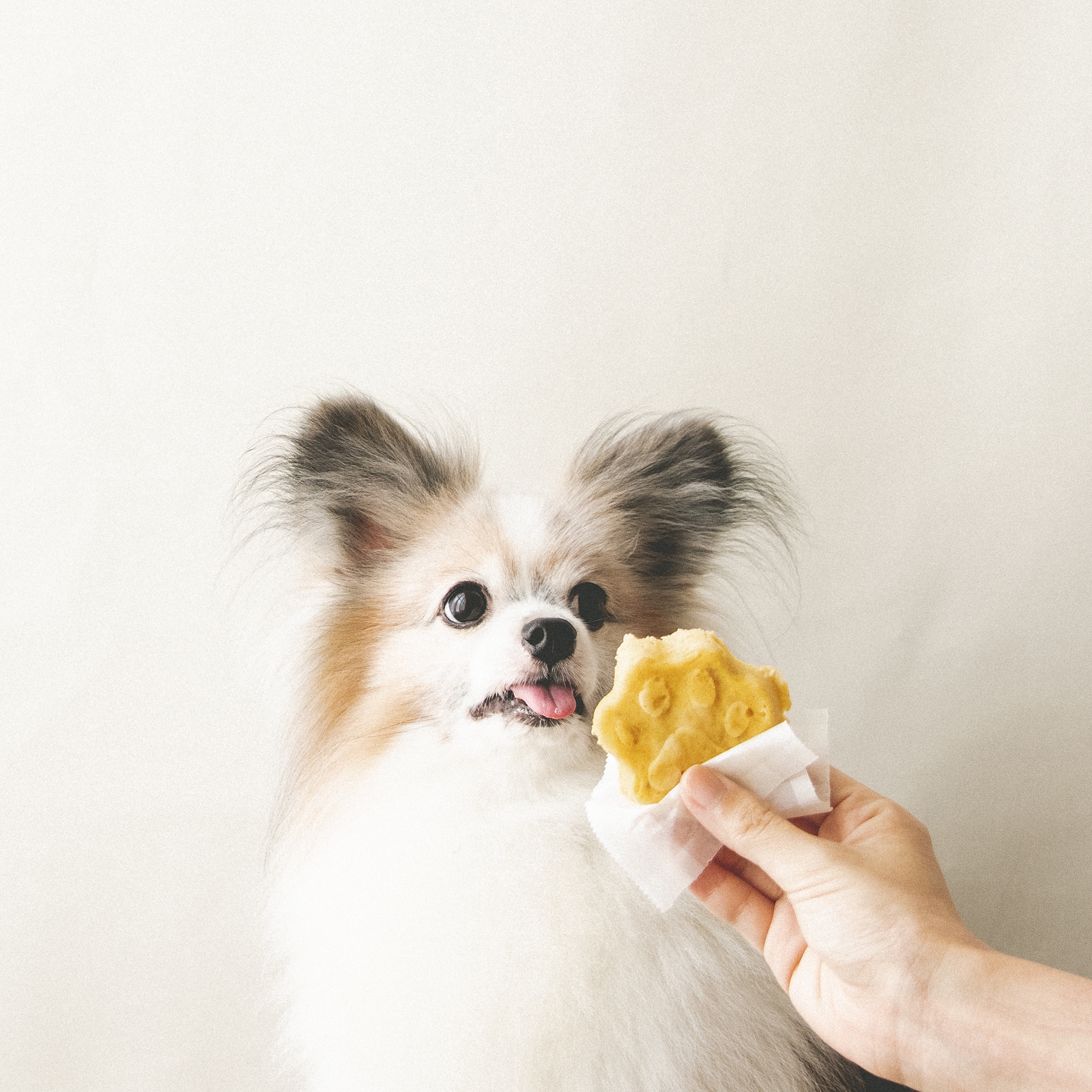 レンジで作るバナナ蒸しケーキ 手作り犬おやつレシピ 犬ごはん先生いちかわあやこ Official Web Site