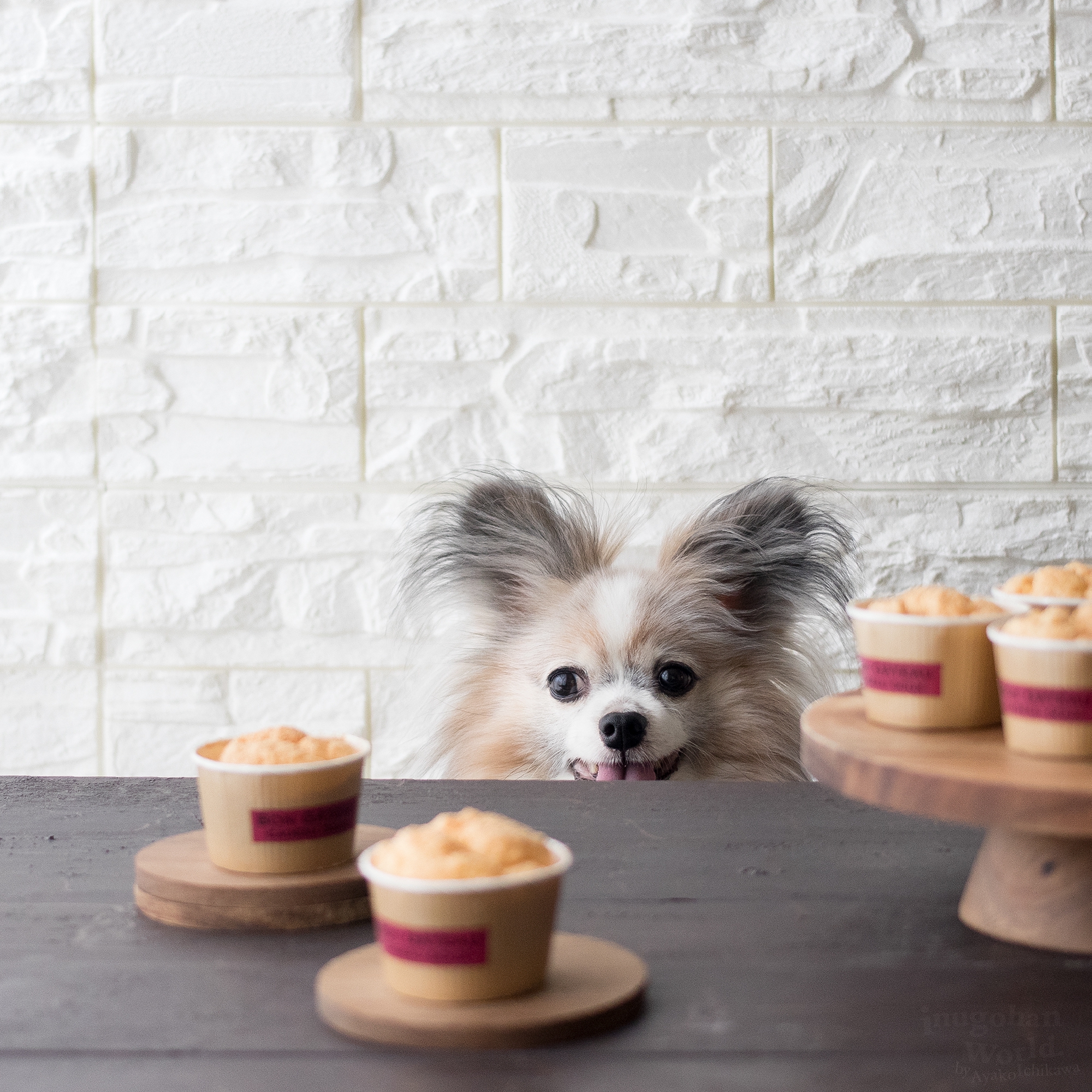 お豆腐でしゅわしゅわ ミニカップシフォンケーキ 手作り犬おやつレシピ 犬ごはん先生いちかわあやこ Official Web Site