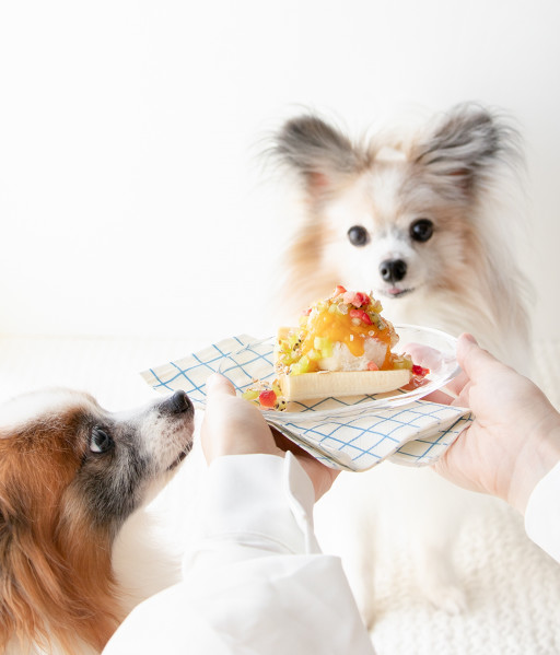 フルーツを使った犬のおやつレシピ 犬ごはん先生いちかわあやこ Official Web Site