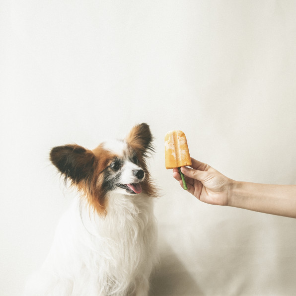 棒まで食べられる かぼちゃとおからのアイス 手作り犬おやつレシピ 犬ごはん先生いちかわあやこ Official Web Site