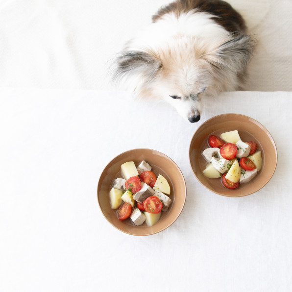 煮込むだけ スペイン風 魚のスープ マルミタコ 手作り犬おやつレシピ 犬ごはん先生いちかわあやこ Official Web Site