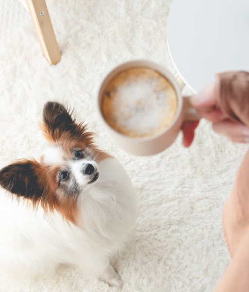 グルテンフリー 小麦不使用 の犬のおやつレシピ 犬ごはん先生いちかわあやこ Official Web Site