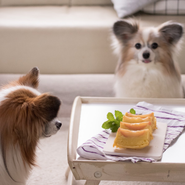 あまりがち定番食材で作る りんごのしっとりタルトタタン 手作り犬おやつレシピ 犬ごはん先生いちかわあやこ Official Web Site