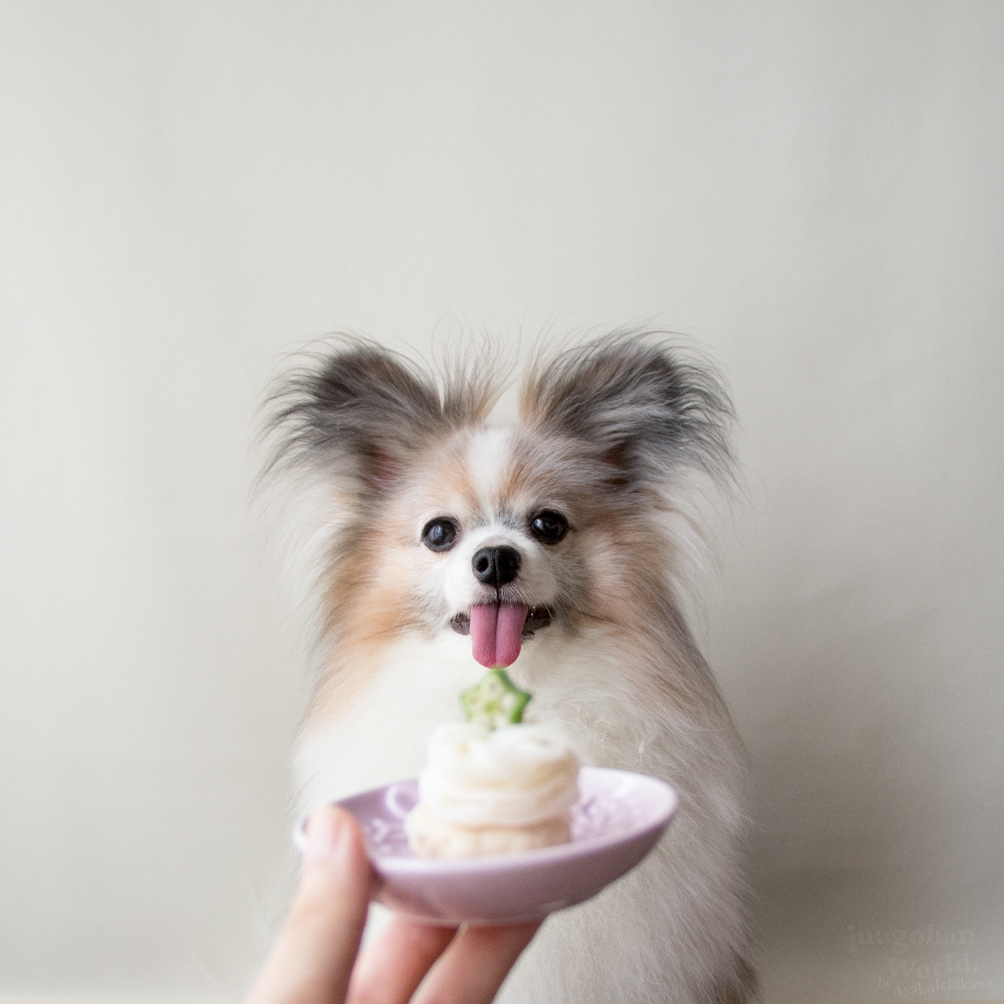 そうめん消費にも そうめんとチキンハンバーグのモンブラン風デリ 手作り犬おやつレシピ 犬ごはん先生いちかわあやこ Official Web Site