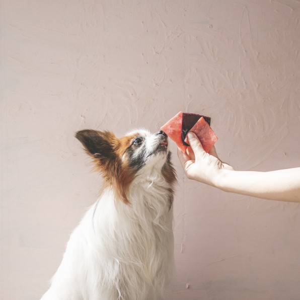 電子レンジだけで作れる いちごとブルーベリーのフルーツシート 手作り犬おやつレシピ 犬ごはん先生いちかわあやこ Official Web Site