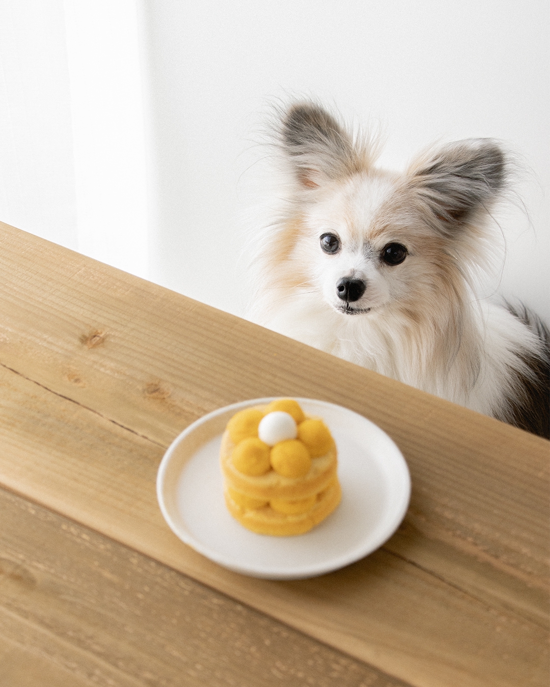 フライパンでok おからパウダーと卵のスポンジで作るお花のケーキ 手作り犬おやつレシピ 犬ごはん先生いちかわあやこ Official Web Site