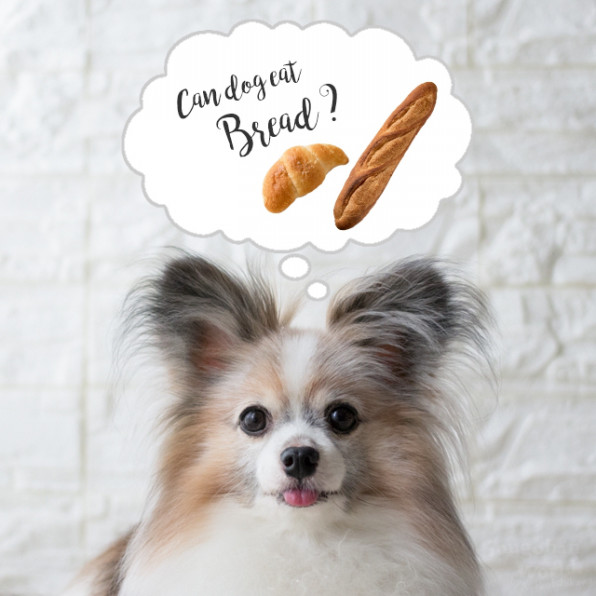 犬に与えていいパンの種類は 簡単レシピもご紹介 All About掲載 犬ごはん先生いちかわあやこ Official Web Site